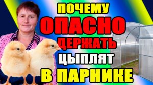 Чем ОПАСЕН для цыплят ПАРНИК. Быстрый РОСТ бройлера.