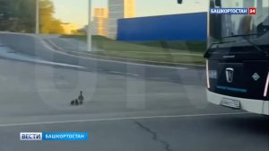 Заботливая мама-утка перевела своих утят через проспект Салавата Юлаева в Уфе