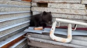 Это чудо обнаружили жители одного из домохозяйств Усть-Кута в Иркутской области.