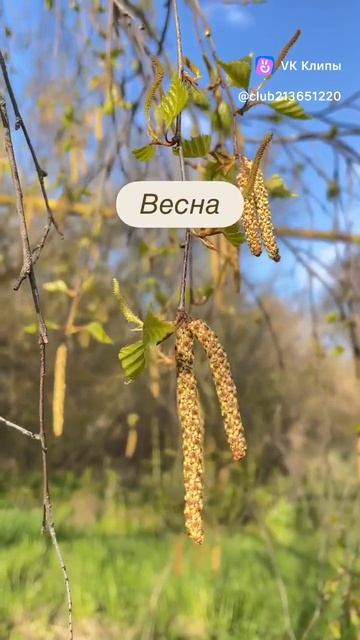 Цветет ольха