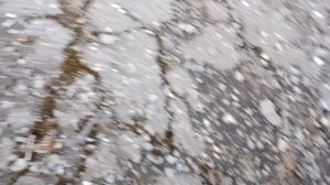 Семейство улиток. 8 серия.