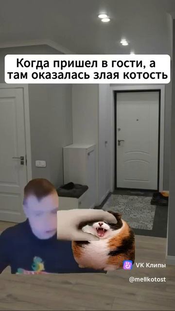 Когда пришёл в гости а там оказалась злая котость