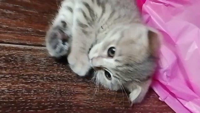 Ева 1 смотреть онлайн