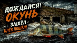 ДОЖДАЛСЯ! ОКУНЬ ЗАШЁЛ - КЛЁВ ПОШЁЛ | Рыбалка на спиннинг