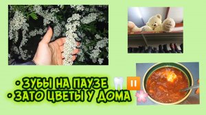 Мой день. Зубы перенесли, телефон разрядился, зато вечером — цветущий куст 🌸