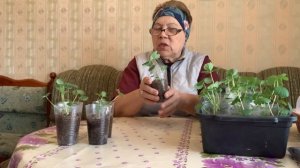 Моя рассада виктории к высадки готова. Отвечаю на вопросы.