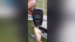 Сегодня вечерком порыбачил на поплавок🎣 Прикормка Стерля (Чеснок). Наживка навозный червь.