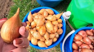 Секреты Посадки ЛУКА ШАЛОТ!!