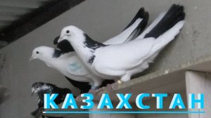 Бакинские широкохвостые голуби Игоря в Атырау! 2026
