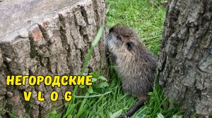 Сегодня утром НУТРИИ без травы... 07.05.26
