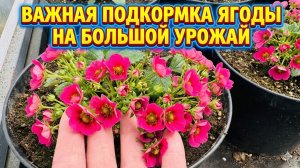 ВАЖНАЯ ПОДКОРМКА КЛУБНИКИ, завяжутся все ягодки!
