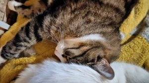 Коты смешно спят