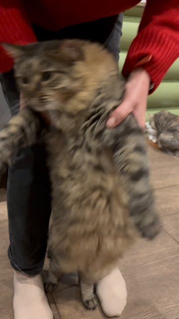 Ты не ты, когда голоден 🤤 #shorts #cat #юмор #пародия #высота #apex