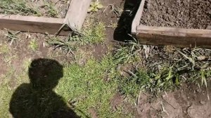 Выживание во дворе челендж
