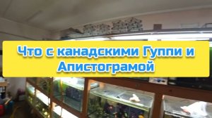 Что с канадскими Гуппи и Апистограмой