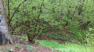 Дождливый день. Голоса птиц. Красота и гармония природы.