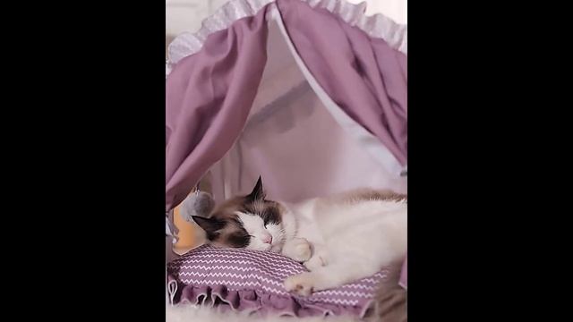 Top 10 Best Cat Beds in 2026 смотреть онлайн