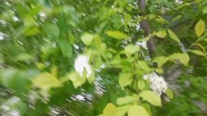 ЧЕРЁМУХА БЕЛАЯ ЧЕГО ТЫ НАДЕЛАЛА .,ХОЛОДНО. ПРИ ХОЛОДНО