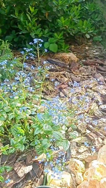 яркиекраскисада#спирея#южныйсад#апрель#удачныйсаднаюге#spring