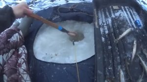 НА УБЫЛУЮ ВОДУ! РЫБАЛКА НА КОРЮШКУ.ВЗЯЛ ПАЛАТКУ БУДУ ЛОВИТЬ В НЕЙ!