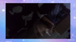 🪅Хтоша и  Ириска играют🪄