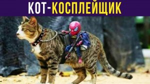 КОТ-КОСПЛЕЙЩИК)) Приколы
