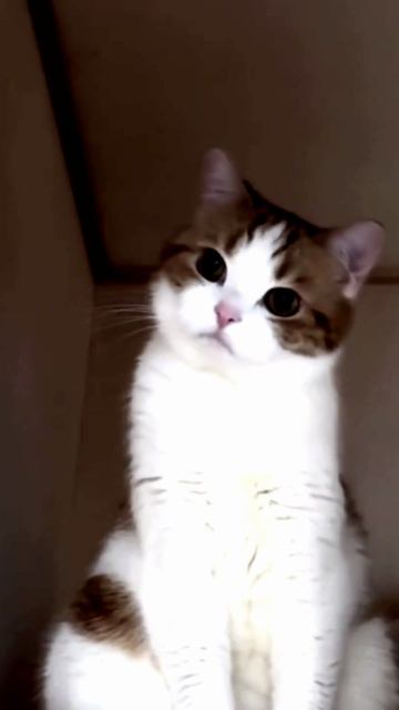 Заставка для видео Милый кот № 561