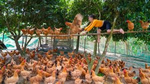 Собрала всех кур на ферме, отвезем кур на деревенский рынок, чтобы продайте их.