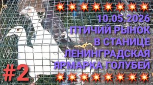 💥💥💥 Ярмарка голубей в станице Ленинградской. Птичий рынок 10.05.26. Часть 2.