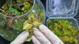 Режу Орхидеи на Части и складываю в Коробку. Черенкование Драгоценных Орхидей