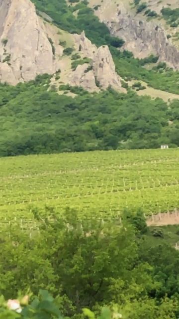 Крымские виноградники под горой Спящая Красавица