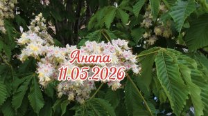 Анапа 11.05.2026