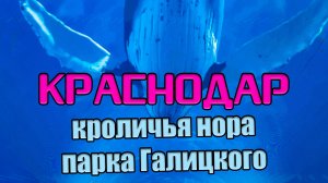 Краснодар. Кроличья нора парка Галицкого