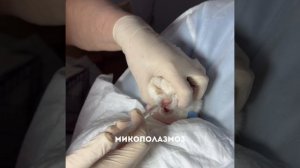 Кавасаки лишай и калицивироз