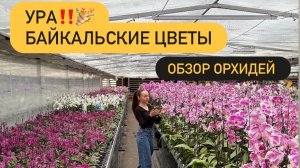 БАЙКАЛЬСКИЕ ЦВЕТЫ. Обзор орхидей, покупки. 10.05.26 #обзорорхидей #байкальскиеорхидеи #фаленопсис