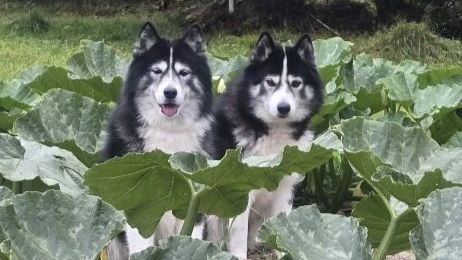 Самые умные породы собак 2026-05-11 16-39-44