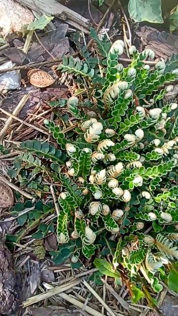 #мойсад#майскийдень#дача#сад#деньвсаду#южныйсад#garden#удачныйсаднаюге#авторскаяпесня