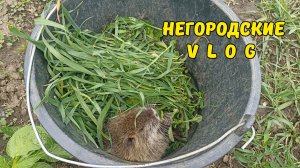 Моя помощница Кнопка. Туман нашкодил. 07.05.26