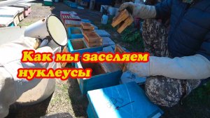 ВЫХОДЯТ МАТКИ ИЗ МАТОЧНИКОВ, МЕТИМ И ЗАСЕЛЯЕМ В НУКЛЕУСЫ.