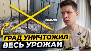 Всё кончено за 20 минут. Град уничтожил мой труд #виноград #шторм