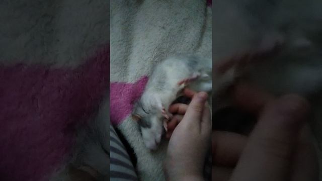 мне домашнее животное