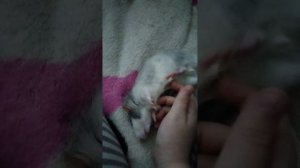 мне домашнее животное
