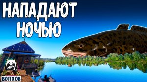 Rf4 выходят на охоту только ночью и нападают #рр4