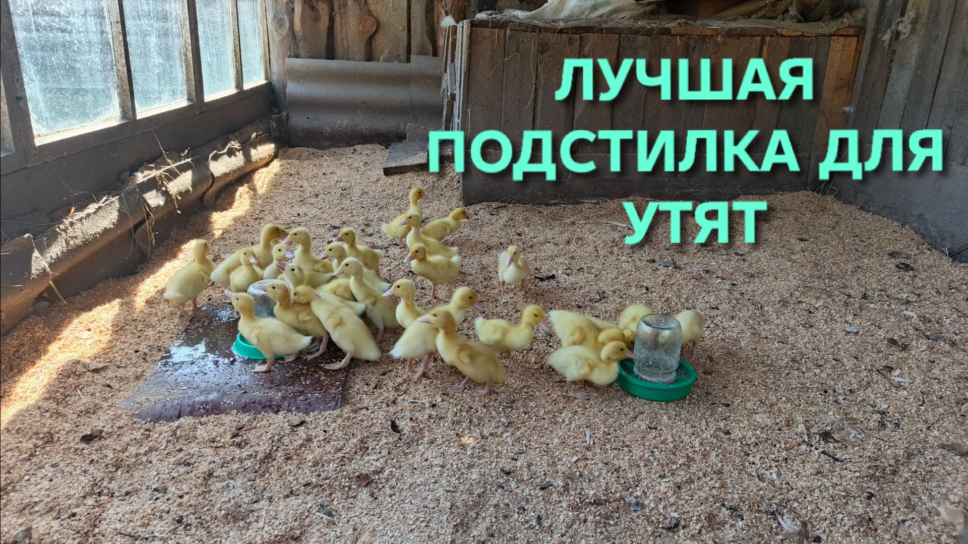 Это самая лучшая подстилка для маленьких утят