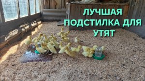 Это самая лучшая подстилка для маленьких утят