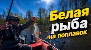ВУОКСА. ЛОВИМ БЕЛУЮ РЫБУ НА ПОПЛАВОК.