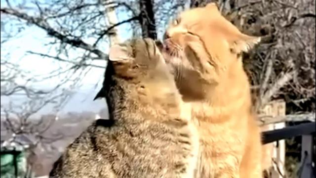 Заставка для видео 2 милых кота № 562