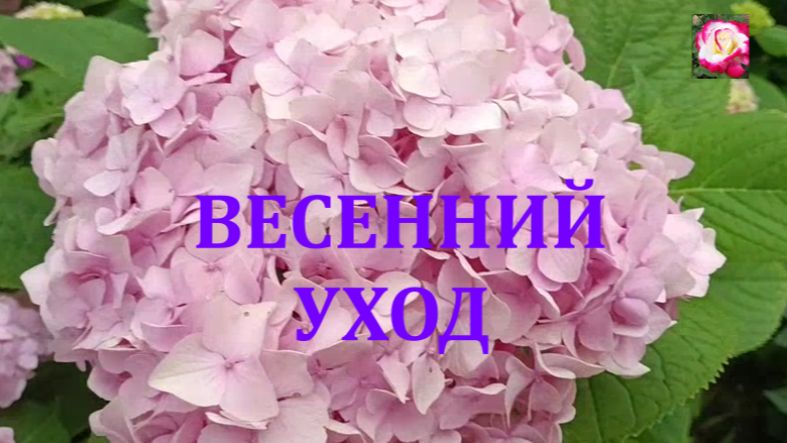 КРУПНОЛИСТОВАЯ ГОРТЕНЗИЯ. ВЕСЕННИЙ УХОД