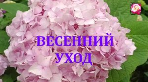 КРУПНОЛИСТОВАЯ ГОРТЕНЗИЯ. ВЕСЕННИЙ УХОД