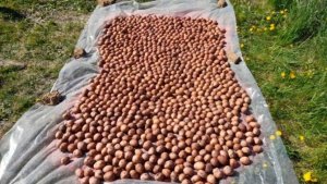 Обрабатываем и сажаем картофель